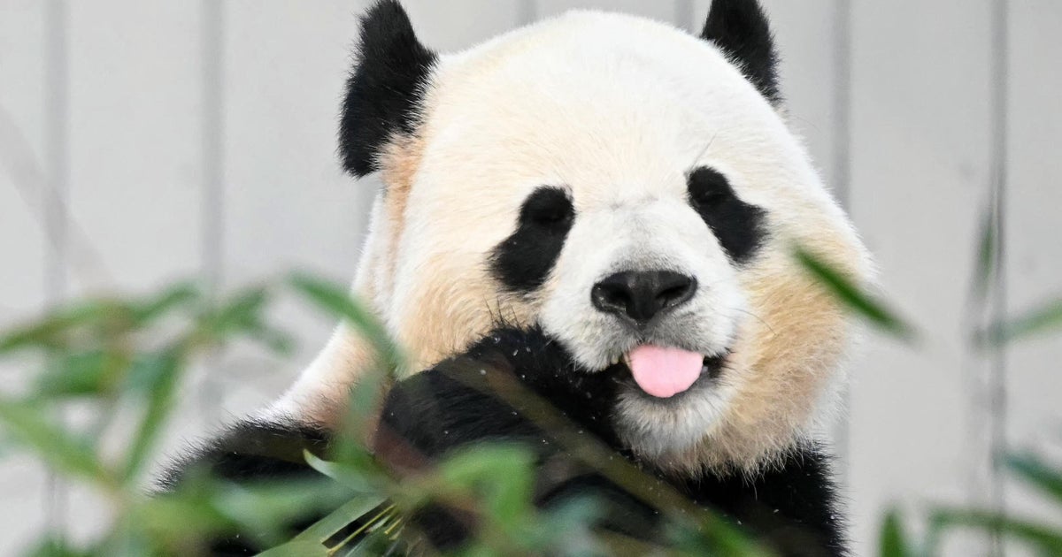 China to Send Two Giant Pandas to Zoo Atlanta as Symbol of U.S.-China Friendship China to Send Two Giant Pandas to Zoo Atlanta as Symbol of U.S.-China Friendship