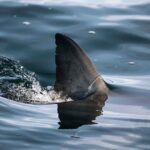 Surfer Seriously Injured in Shark Attack at Popular Beach in Western Australia