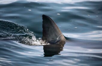 Surfer Seriously Injured in Shark Attack at Popular Beach in Western Australia