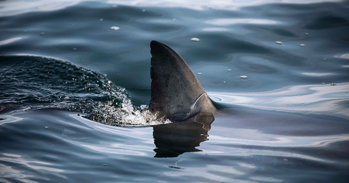 Surfer Seriously Injured in Shark Attack at Popular Beach in Western Australia Surfer Seriously Injured in Shark Attack at Popular Beach in Western Australia