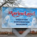 Rescued Marineland Dolphin Echo Dies at Spanish Aquarium Following Health Complications