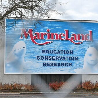 Rescued Marineland Dolphin Echo Dies at Spanish Aquarium Following Health Complications Rescued Marineland Dolphin Echo Dies at Spanish Aquarium Following Health Complications