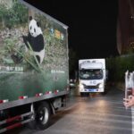 Giant Pandas Ping Ping and Fu Shuang Arrive at Zoo Atlanta Giant Pandas Ping Ping and Fu Shuang Arrive at Zoo Atlanta