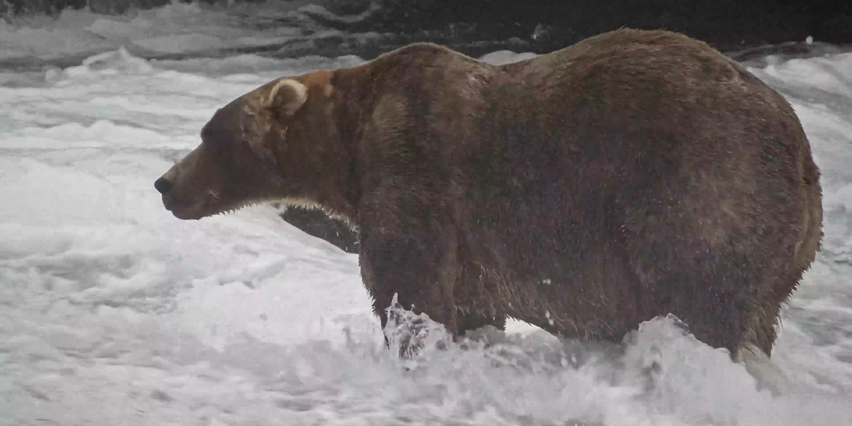 Backpack Claims 2026 Fat Bear Week Crown, Outpacing Offspring of Past Champion