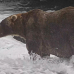 Backpack Claims 2026 Fat Bear Week Crown, Outpacing Offspring of Past Champion