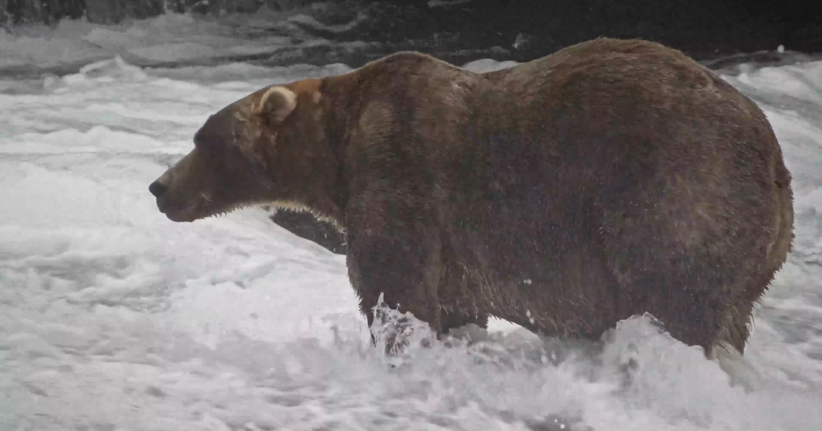 Backpack Claims 2026 Fat Bear Week Crown, Outpacing Offspring of Past Champion Backpack Claims 2026 Fat Bear Week Crown, Outpacing Offspring of Past Champion