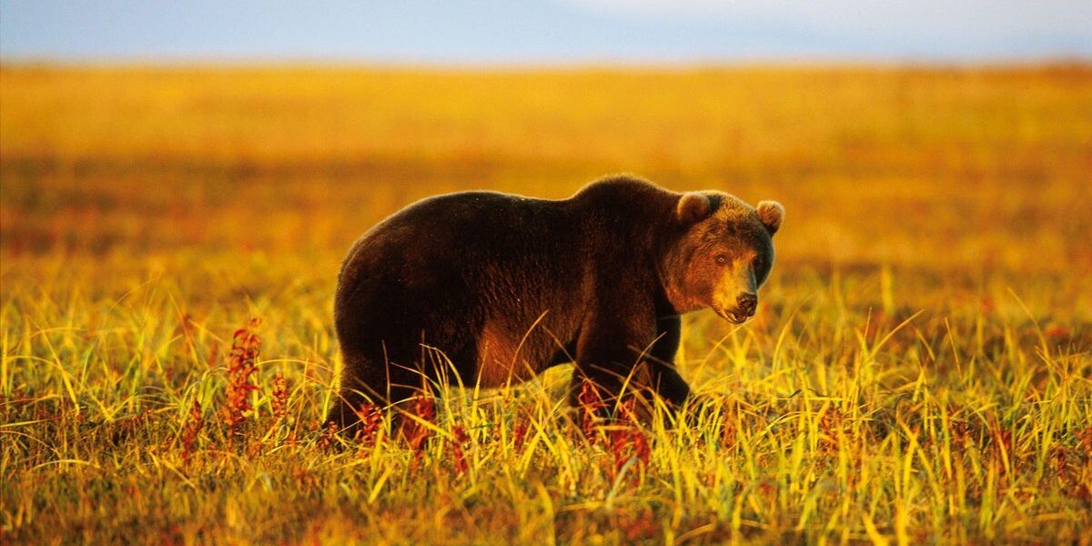 Six Killed in Bear Attacks in Siberia, Town ‘Under Siege’ as Officials Investigate Negligence Six Killed in Bear Attacks in Siberia, Town ‘Under Siege’ as Officials Investigate Negligence