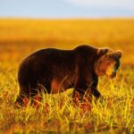 Six Killed in Bear Attacks in Siberia, Town ‘Under Siege’ as Officials Investigate Negligence