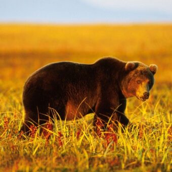 Six Killed in Bear Attacks in Siberia, Town ‘Under Siege’ as Officials Investigate Negligence Six Killed in Bear Attacks in Siberia, Town ‘Under Siege’ as Officials Investigate Negligence