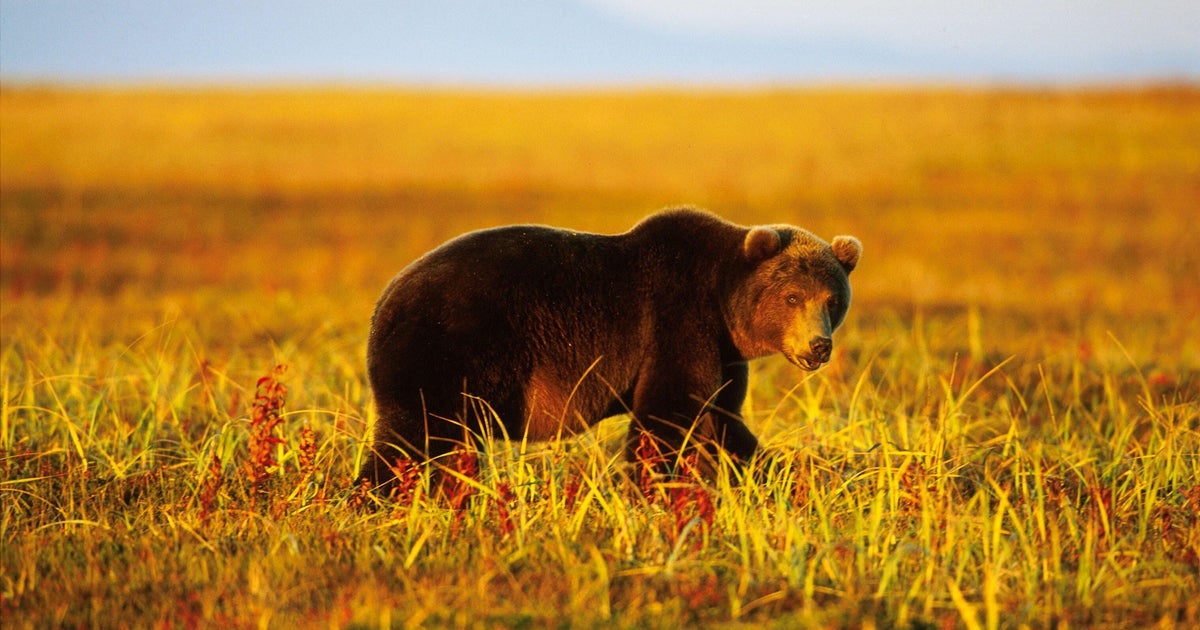 Six Killed in Bear Attacks in Siberia, Town ‘Under Siege’ as Officials Investigate Negligence