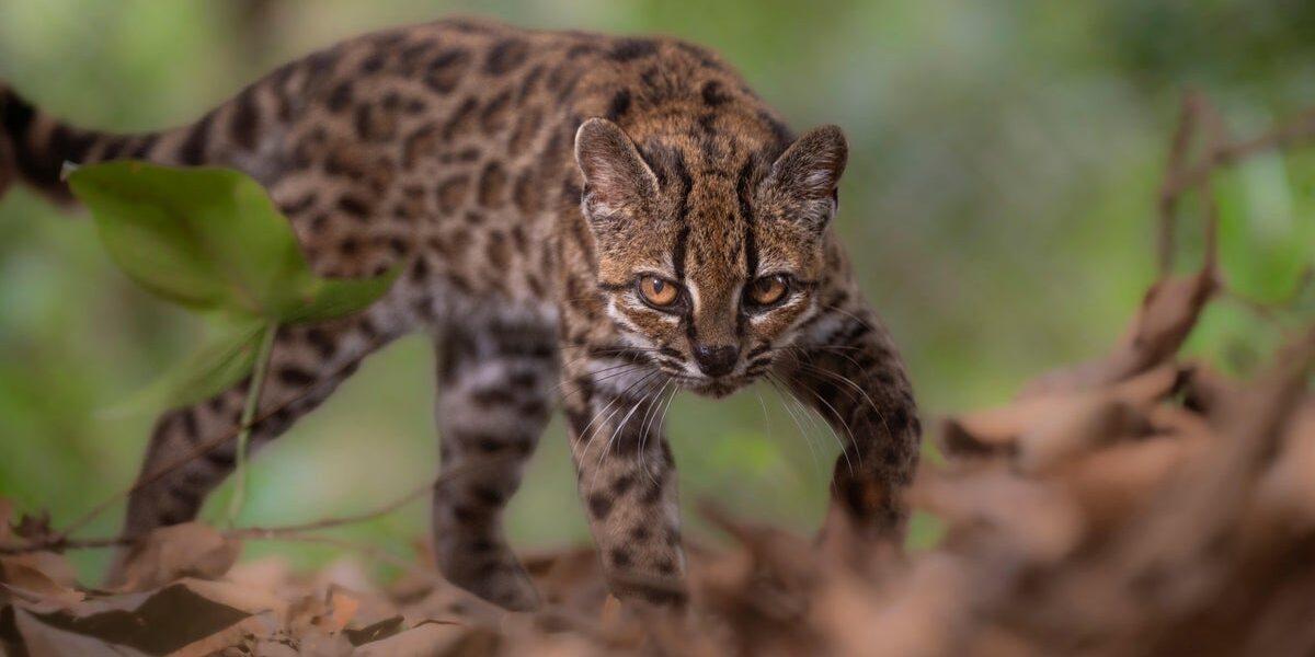 Bolivian Researchers Uncover New Wild Cat Species After Over a Century Bolivian Researchers Uncover New Wild Cat Species After Over a Century