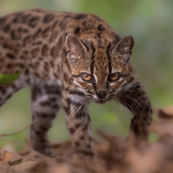 Bolivian Researchers Uncover New Wild Cat Species After Over a Century Bolivian Researchers Uncover New Wild Cat Species After Over a Century