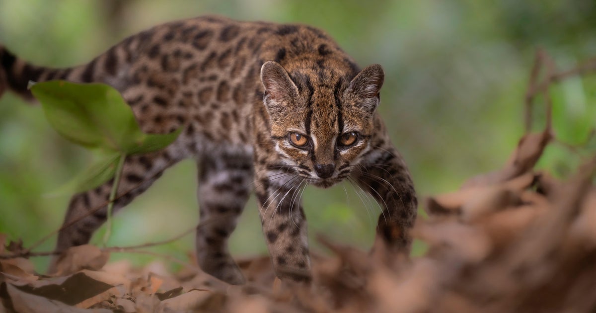 Bolivian Researchers Uncover New Wild Cat Species After Over a Century