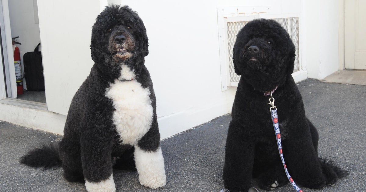 Former President Obama Announces Death of Family Dog Sunny Former President Obama Announces Death of Family Dog Sunny