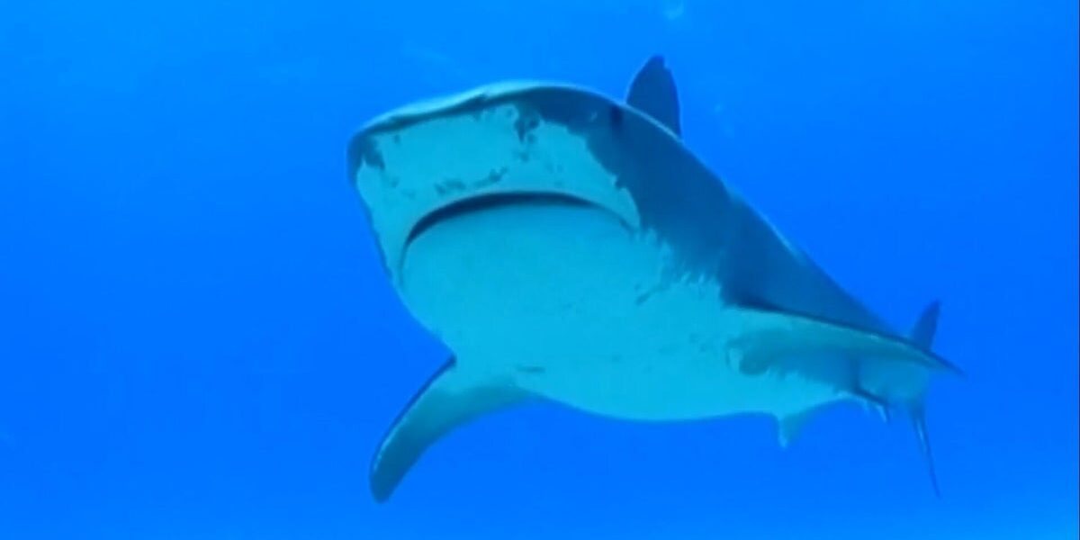 Man Killed in Shark Attack at Perth Beach as Witnesses Describe Horrifying Scene Man Killed in Shark Attack at Perth Beach as Witnesses Describe Horrifying Scene