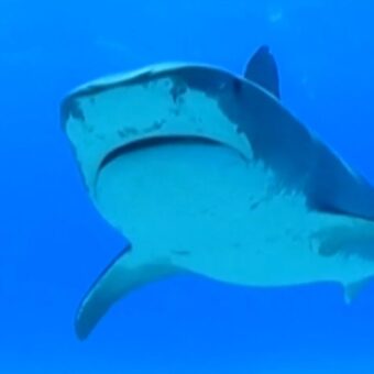 Man Killed in Shark Attack at Perth Beach as Witnesses Describe Horrifying Scene Man Killed in Shark Attack at Perth Beach as Witnesses Describe Horrifying Scene