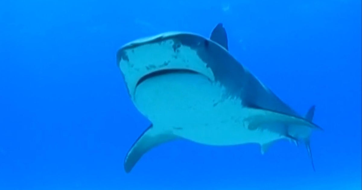 Man Killed in Shark Attack at Perth Beach as Witnesses Describe Horrifying Scene