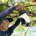 Asia’s Secret Fruit Wars: Seed Smuggling and Plant Invention Battles