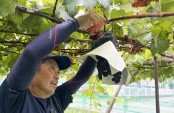 Asia’s Secret Fruit Wars: Seed Smuggling and Plant Invention Battles