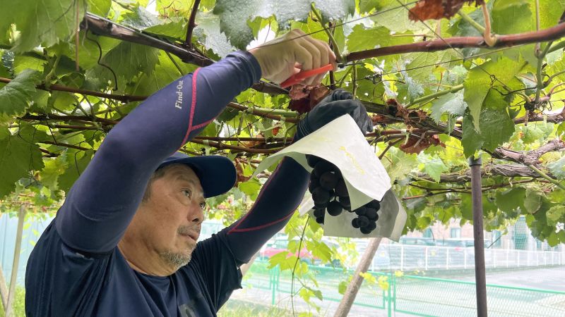 Asia’s Secret Fruit Wars: Seed Smuggling and Plant Invention Battles Asia’s Secret Fruit Wars: Seed Smuggling and Plant Invention Battles