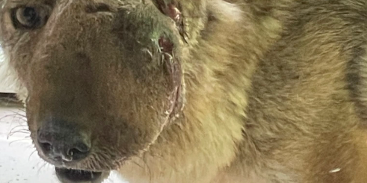 Community Hero Wendy the Coyote Receives Long-Awaited Veterinary Care