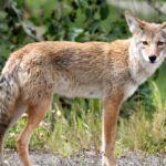 Arizona Mom Fends Off Coyote Attack During Family Kite Day