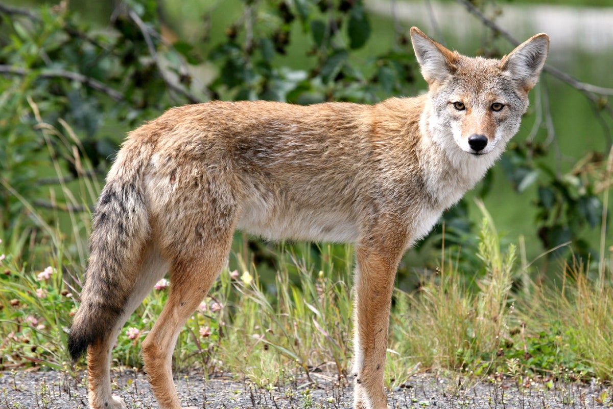 Arizona Mom Fends Off Coyote Attack During Family Kite Day Arizona Mom Fends Off Coyote Attack During Family Kite Day