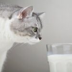 Why You Should Avoid Giving Milk to Your Cat Why You Should Avoid Giving Milk to Your Cat