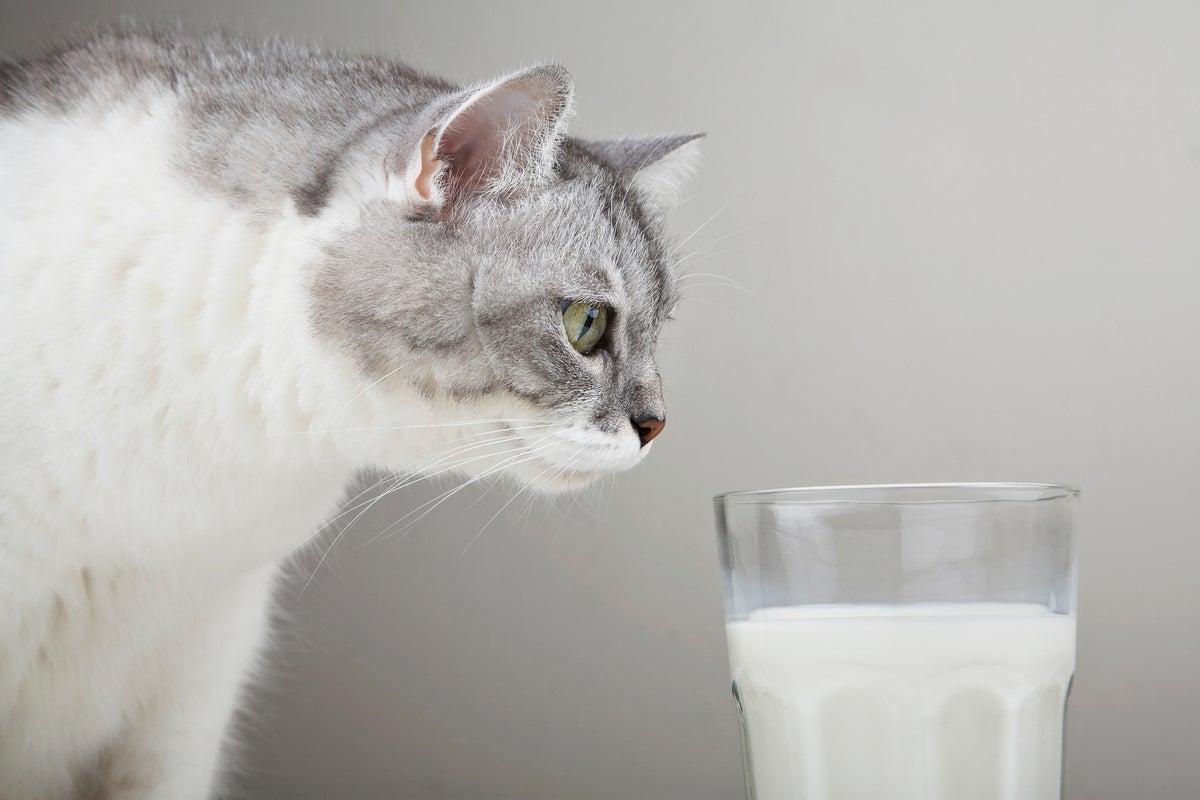 Why You Should Avoid Giving Milk to Your Cat