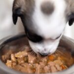 Major Pet Supplement Recall: Contaminated Products Sold on Amazon and Chewy Major Pet Supplement Recall: Contaminated Products Sold on Amazon and Chewy