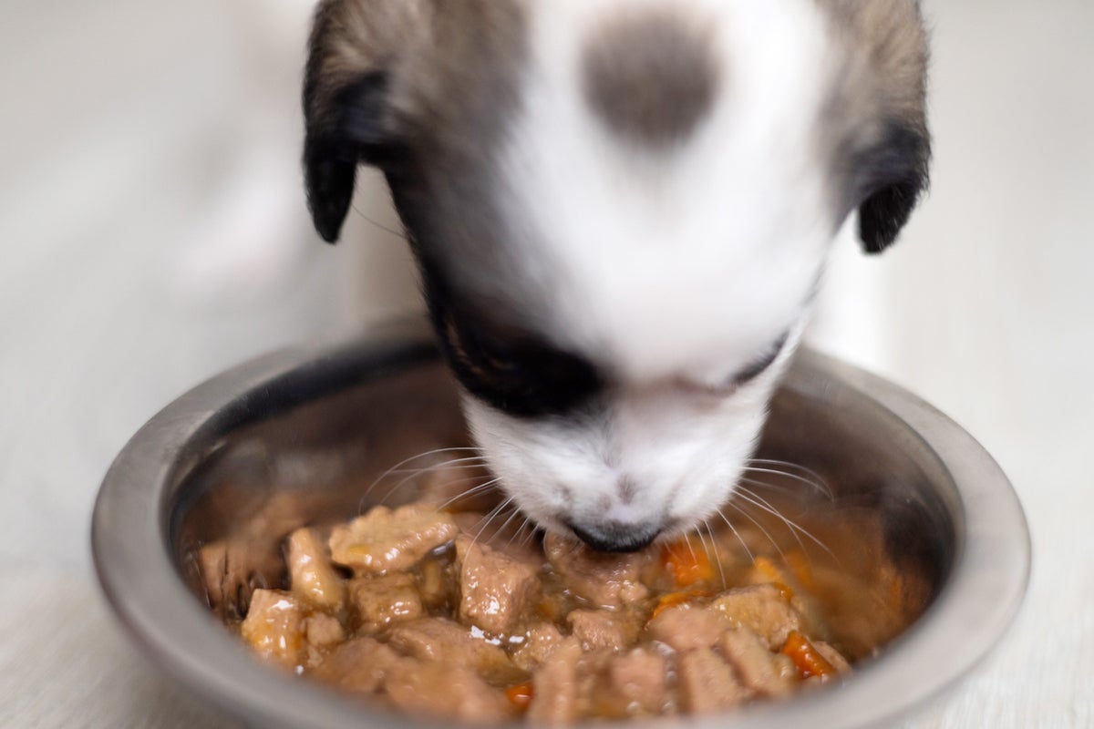 Major Pet Supplement Recall: Contaminated Products Sold on Amazon and Chewy
