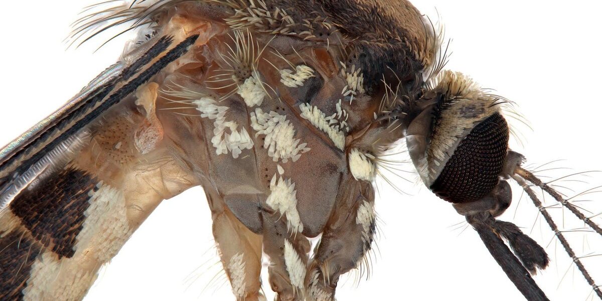 New Mosquito Species Discovered in Arizona: What We Know About Aedes amateuri
