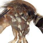 New Mosquito Species Discovered in Arizona: What We Know About Aedes amateuri