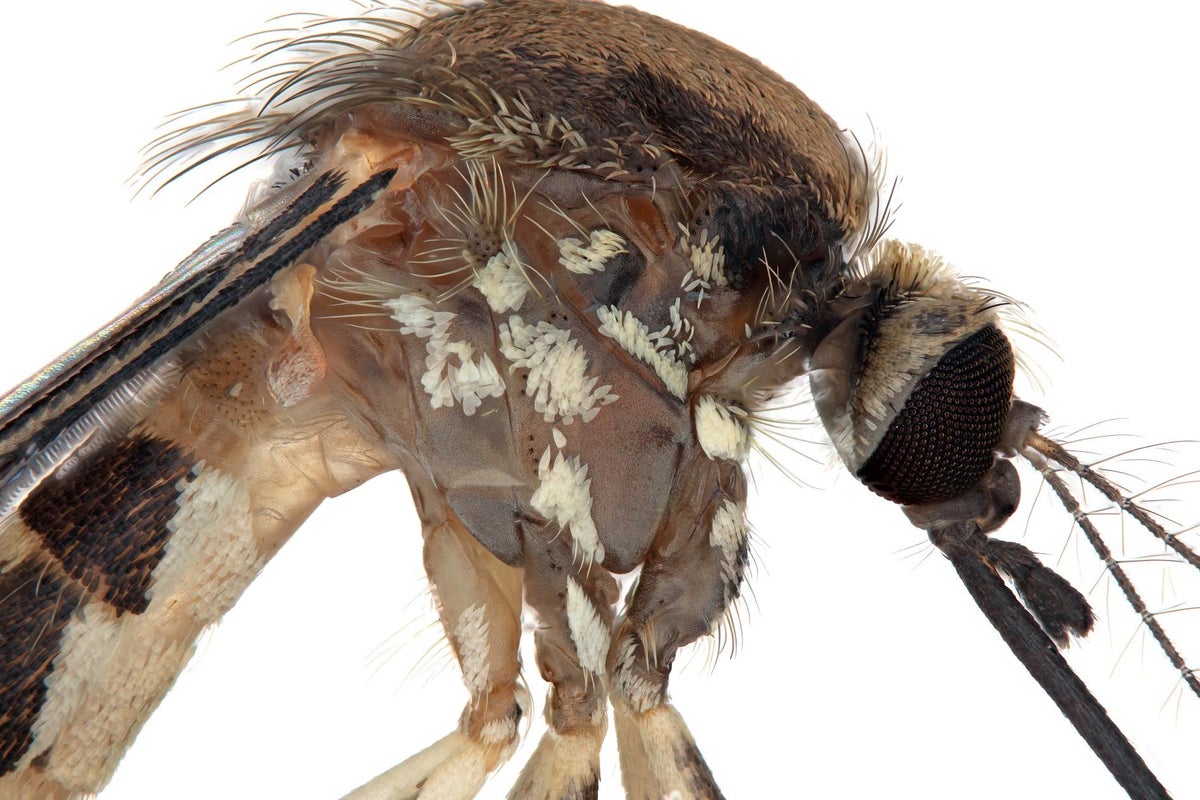New Mosquito Species Discovered in Arizona: What We Know About Aedes amateuri New Mosquito Species Discovered in Arizona: What We Know About Aedes amateuri