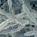 NYC Implements Enhanced Legionnaires’ Disease Safety Protocols Following Fatal Outbreak NYC Implements Enhanced Legionnaires’ Disease Safety Protocols Following Fatal Outbreak