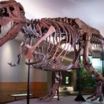Paleontologists Uncover First-Ever Adult Tyrannosaurus Rex Trackway in North Dakota