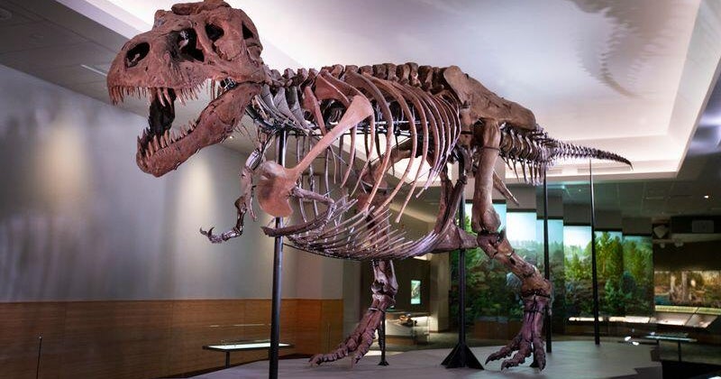 Paleontologists Uncover First-Ever Adult Tyrannosaurus Rex Trackway in North Dakota