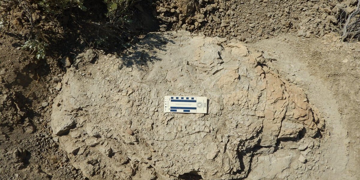 Landmark Discovery: First Adult T. rex Trackway Unearthed in North Dakota Landmark Discovery: First Adult T. rex Trackway Unearthed in North Dakota