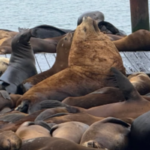 New Giant Steller Sea Lion Appears at San Francisco’s Pier 39, Mimicking Viral Star ‘Chonkers’ New Giant Steller Sea Lion Appears at San Francisco’s Pier 39, Mimicking Viral Star ‘Chonkers’