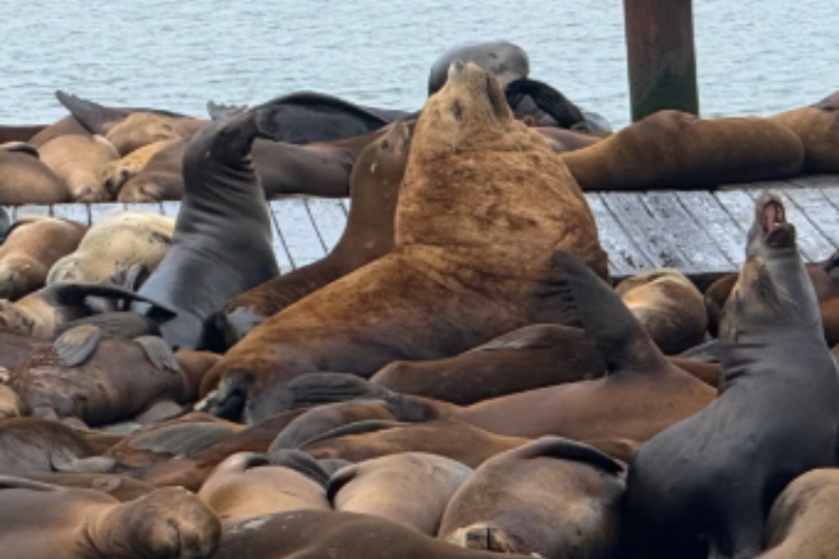 New Giant Steller Sea Lion Appears at San Francisco’s Pier 39, Mimicking Viral Star ‘Chonkers’