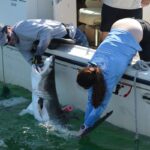 Discovering the Hidden Shark Nursery Near New York’s Hamptons