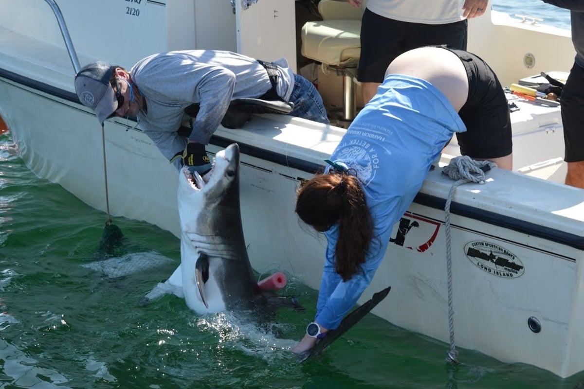 Discovering the Hidden Shark Nursery Near New York’s Hamptons Discovering the Hidden Shark Nursery Near New York’s Hamptons