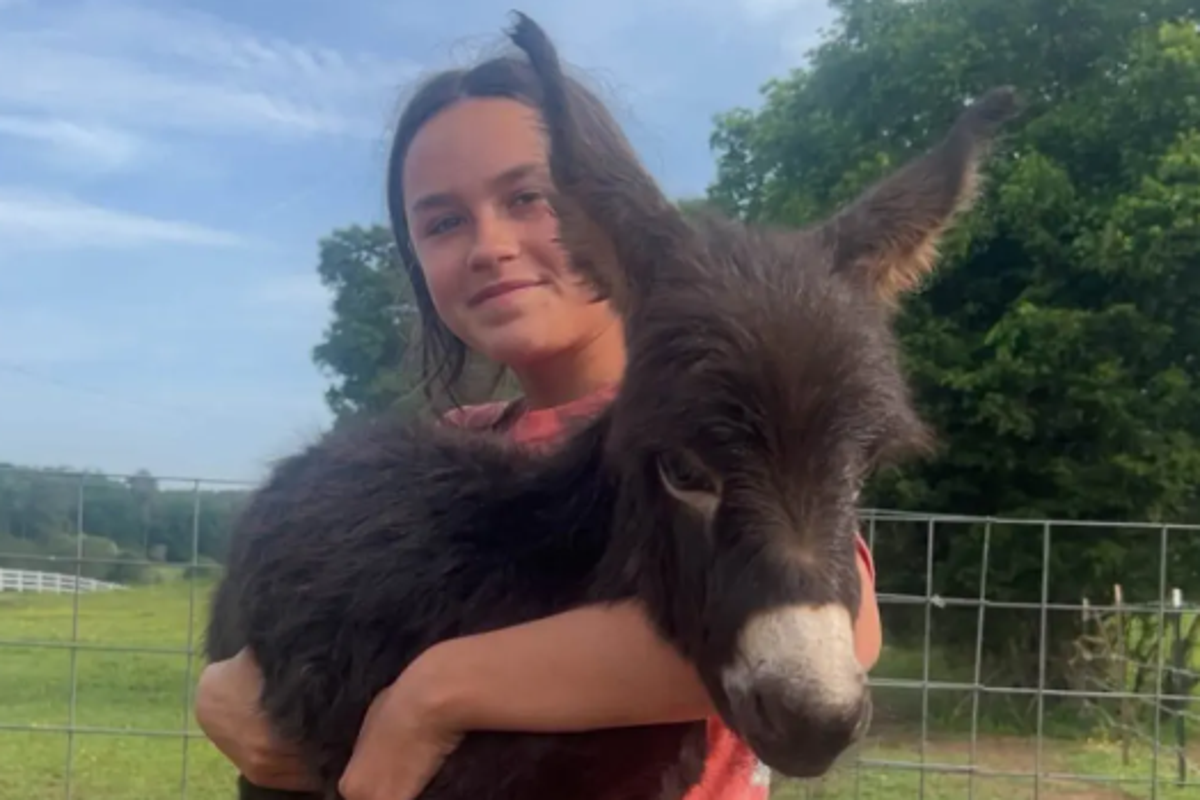 Georgia Officer Shoots Pet Donkey ‘HeeHaw’ During Missing-Child Search; Placed on Leave Amid Investigation