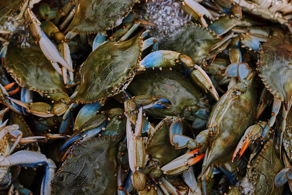 Italian Fishermen Turn Invasive Blue Crabs into Economic Opportunity