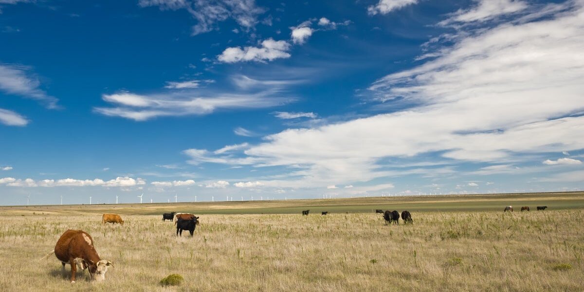 Wyoming Ranchers Face Tough Choices Amid Drought, Rising Costs and Beef Import Policy Shift