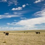 Wyoming Ranchers Face Tough Choices Amid Drought, Rising Costs and Beef Import Policy Shift Wyoming Ranchers Face Tough Choices Amid Drought, Rising Costs and Beef Import Policy Shift