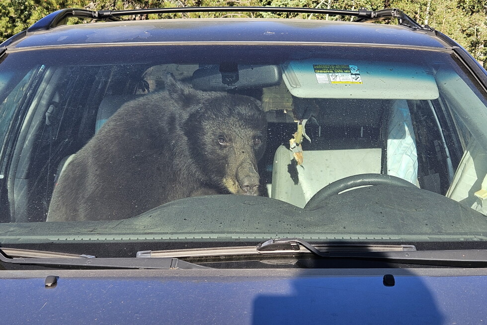 Black Bears in Rocky Mountains Face Food Scarcity, Lead to Unusual Human Encounters