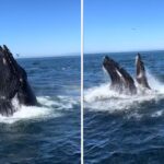 Humpback Whale Spotted 60 Miles Up California River