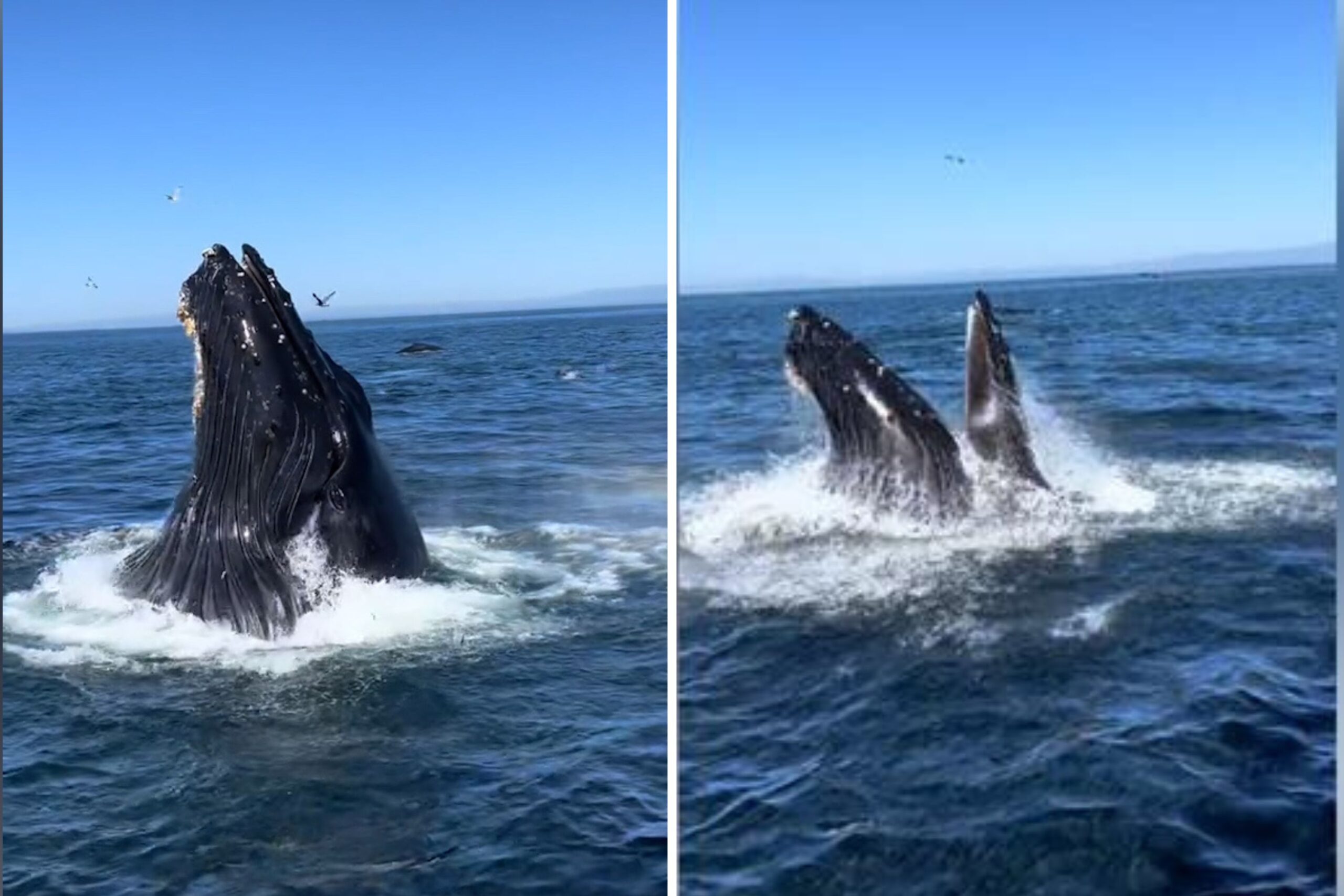 Humpback Whale Spotted 60 Miles Up California River Humpback Whale Spotted 60 Miles Up California River