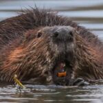 Rabies Cases in U.S. Jump 17% This Summer, CDC Reports